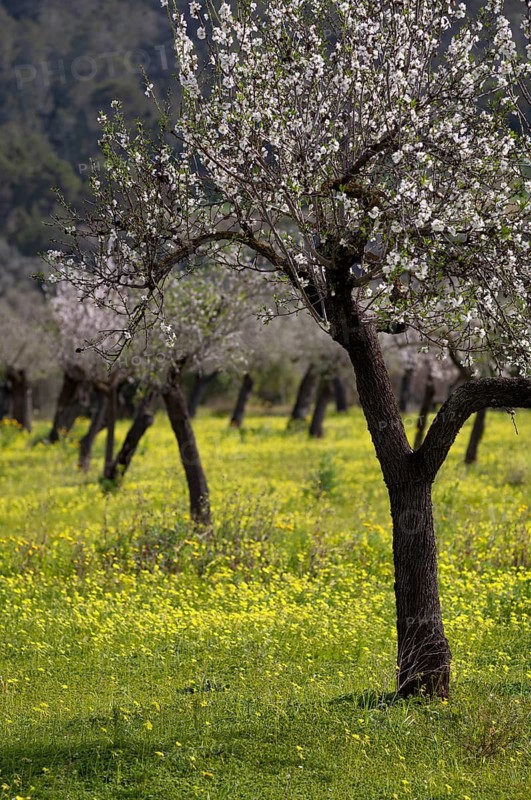 Almond blossom, almond trees, plantation, Bermuda buttercup (Oxalis pes-caprae), also known as low wood sorrel, Santa Maria del Camí, Calvià, Majorca, Balearic Islands, Balearic Islands, Spain