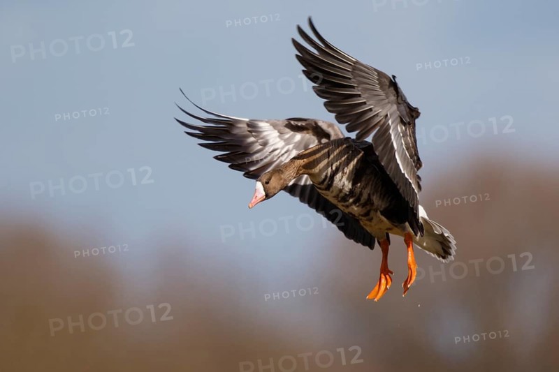 Greater White-fronted Goose (Anser albifrons) landing, North Rhine-Westphalia, Germany