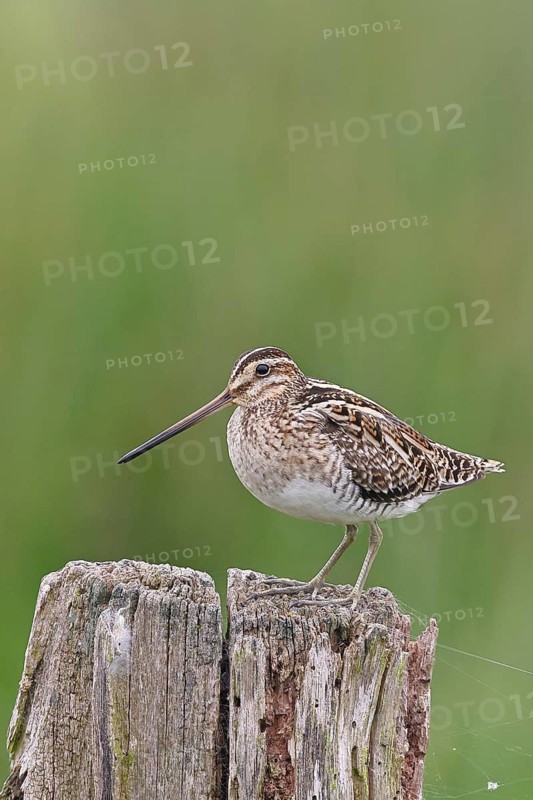 Snipe (Gallinago gallinago), standing on fence post of a pasture, on moorland, snipe birds, wildlife, nature photography, Ochsenmoor, Naturpark Dümmer See, Hüde, Lower Saxony, Germany