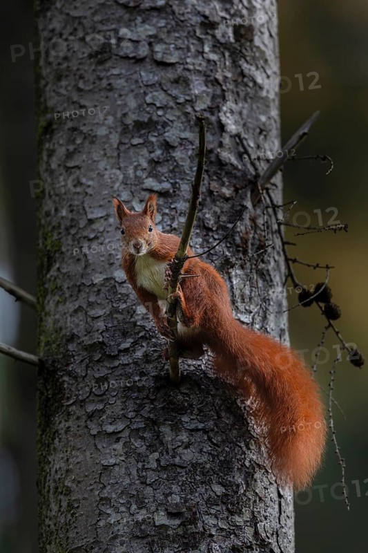 In late autumn the squirrel (Sciurus vulgaris) is busy collecting winter supplies, sweet, cute, October, Germany