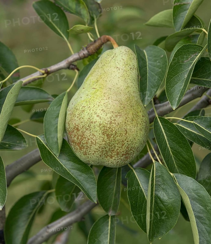 Pear (Pyrus communis 'Triomphe de Vienne'), Bavarian Fruit Centre, Germany
