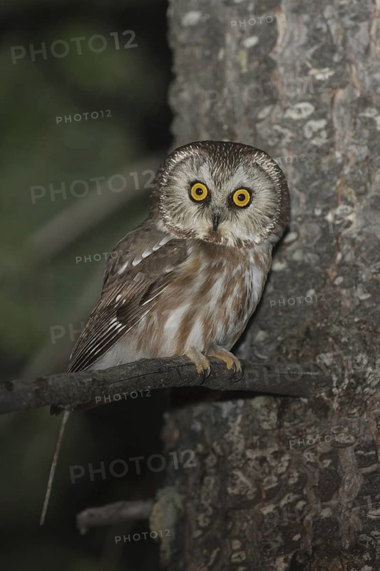 Northern Saw-whet Owl (Aegolius acadicus), Idaho, USA