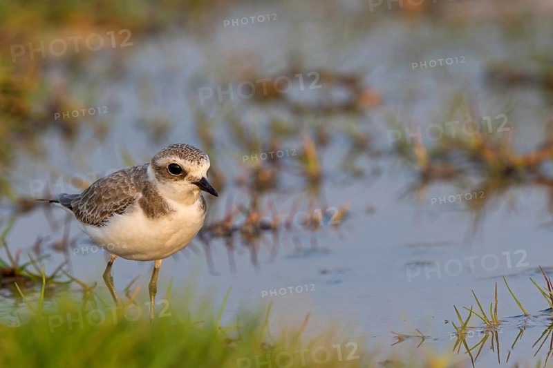 Animals, birds, plover, Kentish plover, (Charadrius alexandrinus), biotope, habitat, foraging, Khawr Rawri, Salalah, Sohar, Oman