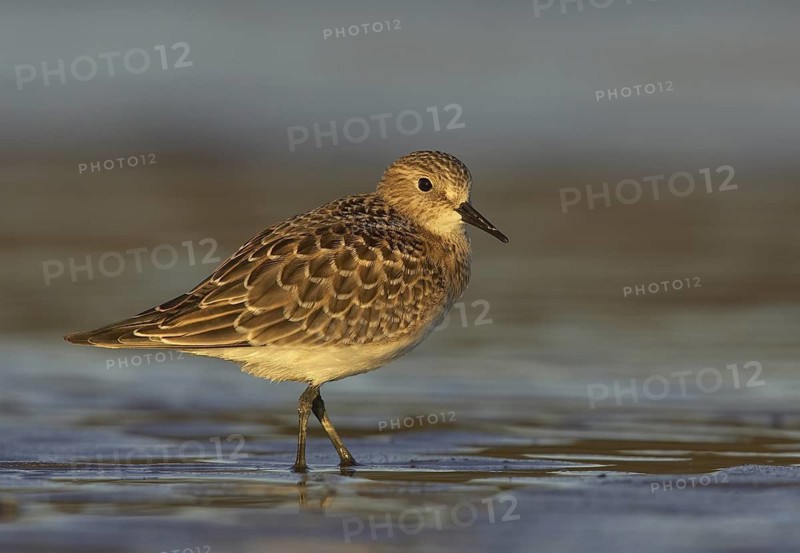 Baird's Sandpiper (Calidris bairdii), Ohio, USA