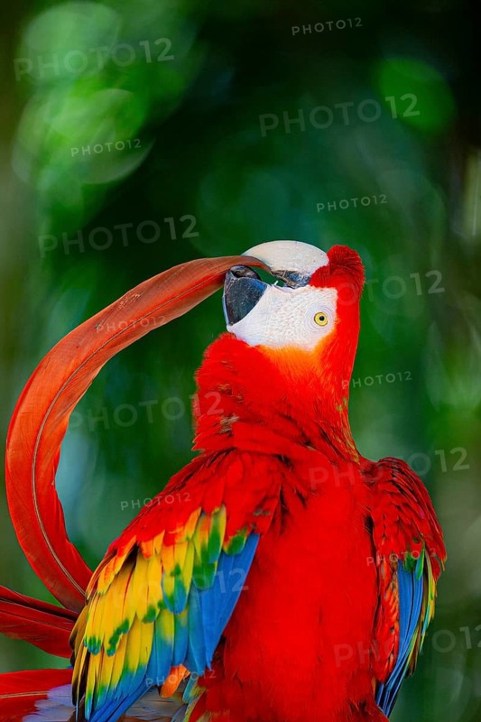 Scarlet Macaw (Ara Macao) Pantanal Brazil