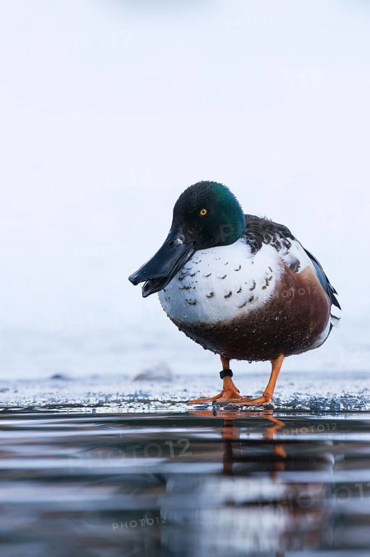 Northern Shoveler (Spatula clypeata) male, Grisons, Switzerland