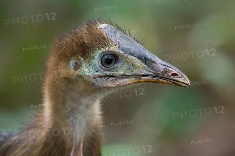 Southern Cassowary (Casuarius casuarius) juvenile, Queensland, Australia