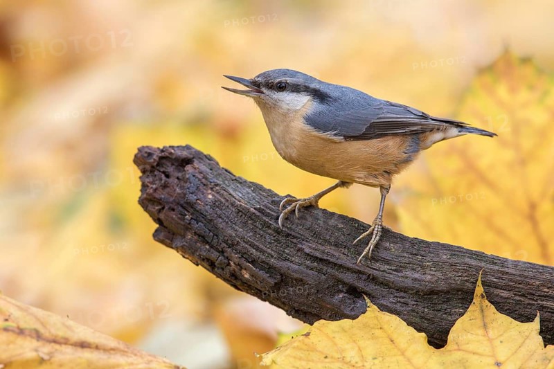 Eurasian Nuthatch (Sitta europaea) perched on a tree trunk, Poland