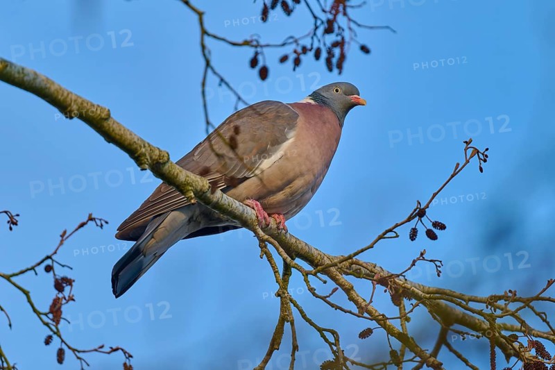 A single pigeon on a branch in front of a clear blue sky, framed by nature, wood pigeon (Columba palumbus), spring, bird island, Altmühlsee, Muhr am See, Gunzenhausen, Franconian Lake District, Bavaria, Germany