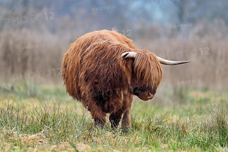 Highland cattle (Bos taurus), adult animal standing in a meadow, Reussspitz nature reserve, Maschwanden, Canton of Zurich, Switzerland