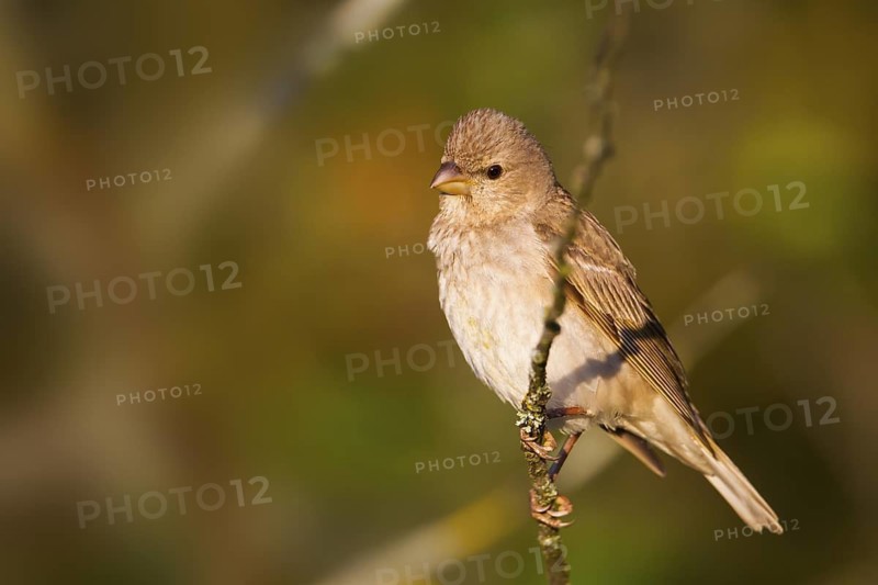 Common Rosefinch - Karmingimpel - Carpodacus erythrinus ssp. erythrinus, Germany, 1st S, male