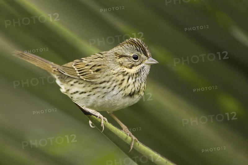 Lincoln's Sparrow (Melospiza lincolnii), Texas, USA