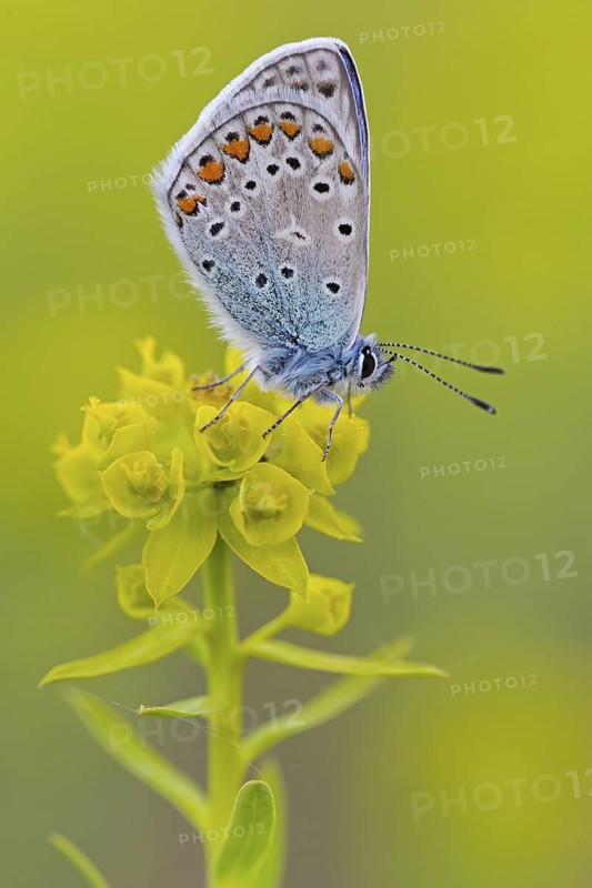 Blue butterfly, (Polyommatus icarus), Common blue, butterfly, butterfly, moth, insect, macro, butterfly, Viernheimer Heide, Viernheim, Hesse, Federal Republic of Germany