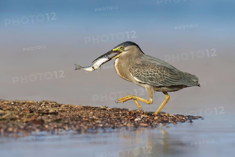 Striated Heron (Butorides striata) with fish prey in its beak, Eilat, Israel