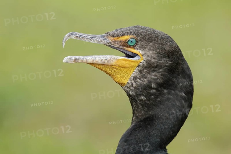 Double-crested Cormorant (Phalacrocorax auritus), Florida, USA