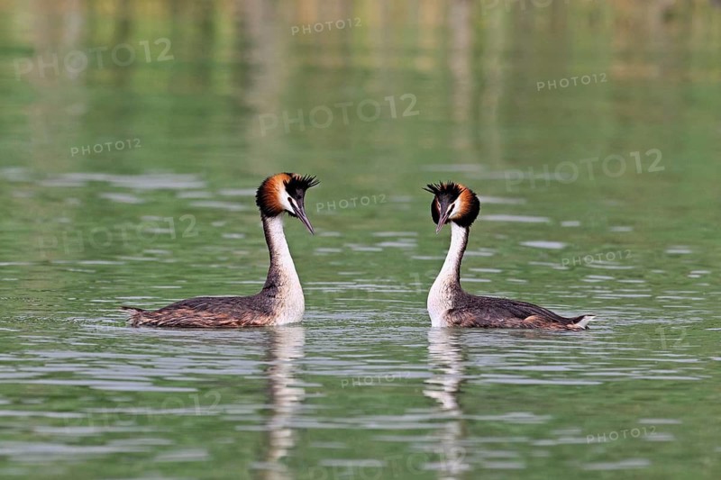Great Crested Grebe (Podiceps Scalloped ribbonfish), pair mating, Lake Zug, Canton Zug, Switzerland