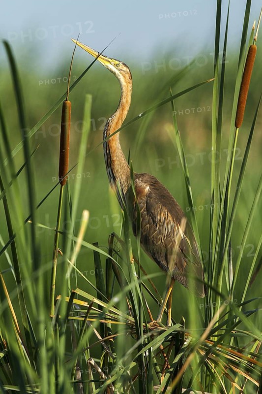 Purple Heron (Ardea purpurea), Andalusia, Spain