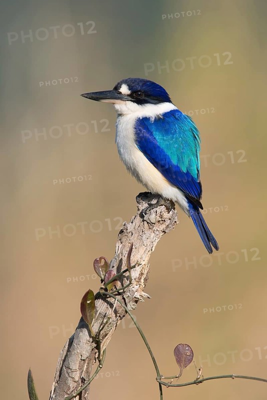 Forest Kingfisher (Todiramphus macleayii) male, Queensland, Australia