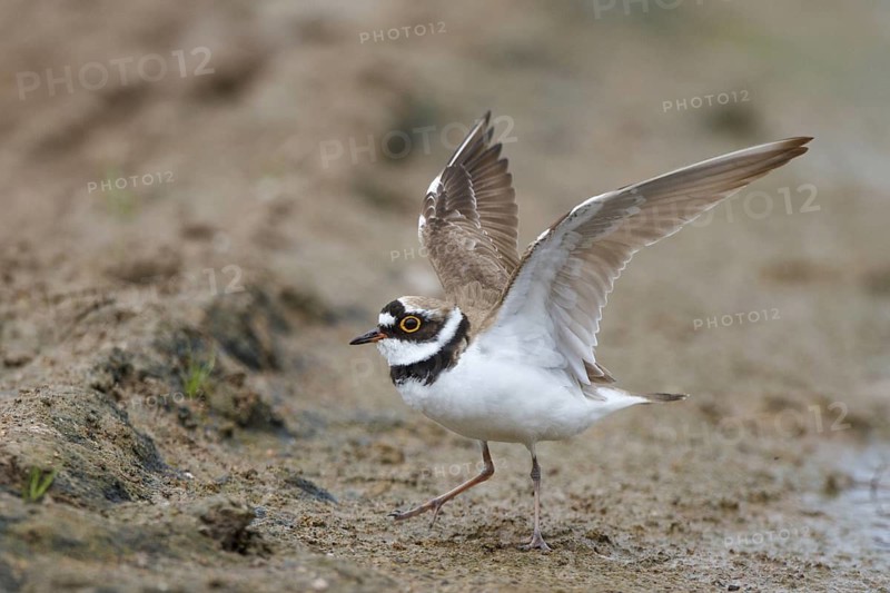 Little Ringed Plover (Charadrius dubius), Greece
