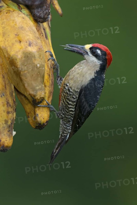 Black-cheeked Woodpecker (Melanerpes pucherani), Costa Rica