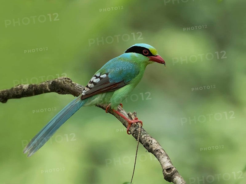 Common Green Magpie (Cissa chinensis), Darjeeling, India