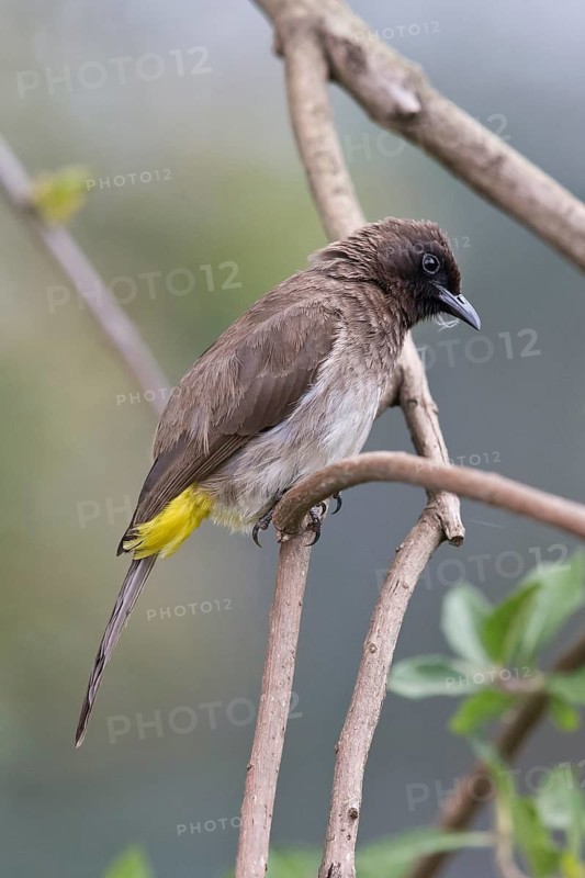 Common Bulbul (Pycnonotus barbatus) perched on a branch, Kibale National Park, Uganda