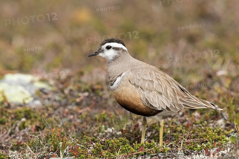 Eurasian Dotterel (Charadrius morinellus), Dalarna, Sweden