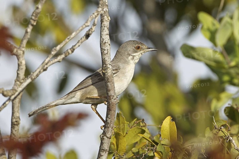 Rüppell's Warbler (Sylvia ruppeli) female, Turkey