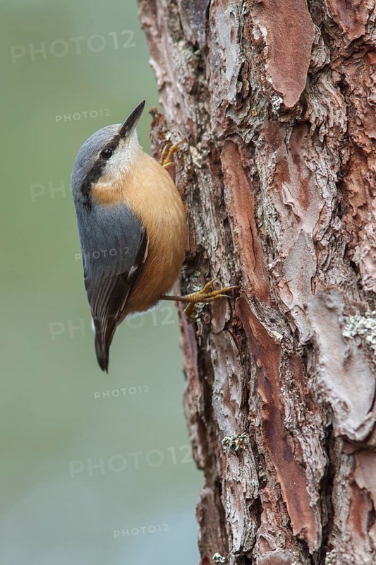 Eurasian Nuthatch (Sitta europaea) climbing a pinetree, Galicia, Spain