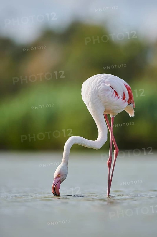 Greater Flamingo (Phoenicopterus roseus) walking in the water, Parc Naturel Regional de Camargue, France