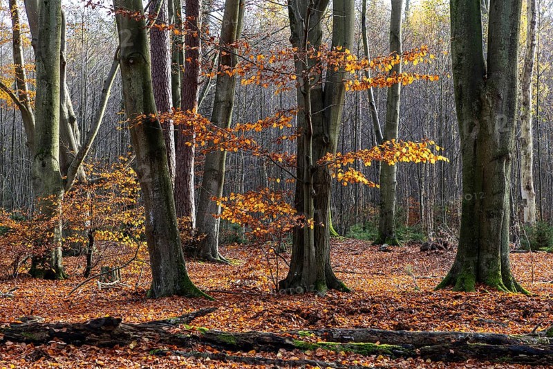Autumn forest, autumn-colored trees, Darßwald, Darß, Fischland-Darß-Zingst, Western Pomerania Lagoon Area National Park, Mecklenburg-Western Pomerania, Germany
