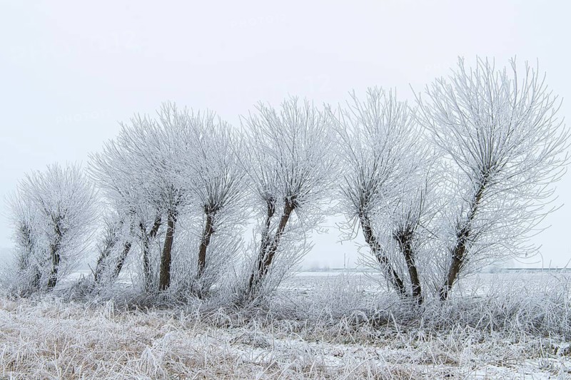 Willows in snow, winter, Vechta, Lower Saxony, Germany