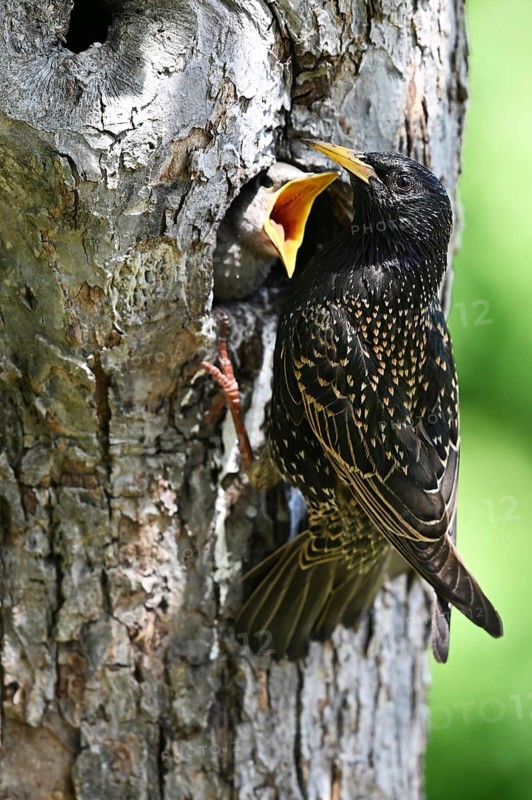 Starling (Sturnus vulgaris) feeding the young bird in a woodpecker cavity, North Rhine-Westphalia, Germany
