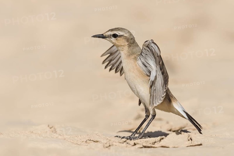 Isabelline Wheatear (Oenanthe isabellina), Eilat, Israel