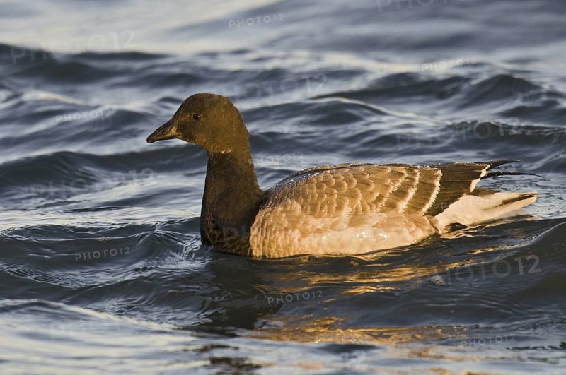 Brant Goose (Branta bernicla), New Jersey, USA