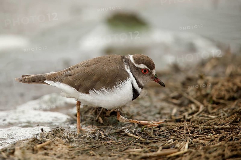 Three-banded Plover (Charadrius tricollaris), Kruger National Park, South Africa