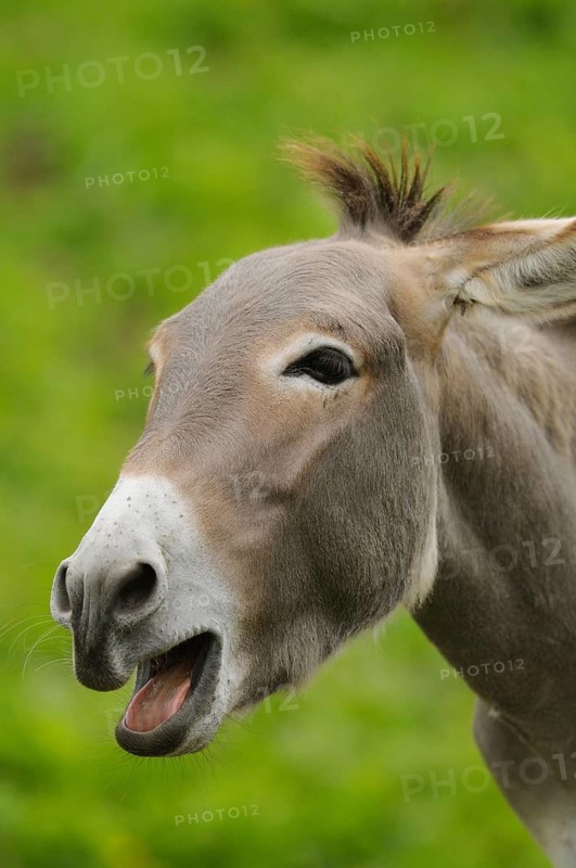 A close-up of a donkey with open mouth calling IA against a green background, domestic donkey (Equus asinus asinus), Styria