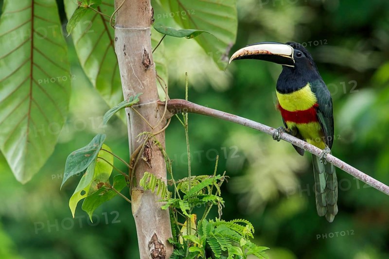 Black-necked Aracari (Pteroglossus aracari) perched on a branch in the rainforest of Guyana