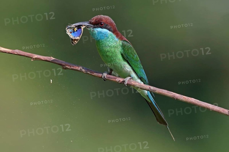 Blue-throated Bee-eater (Merops viridis) perched on a branch with moth in beak, Penang, Malaysia