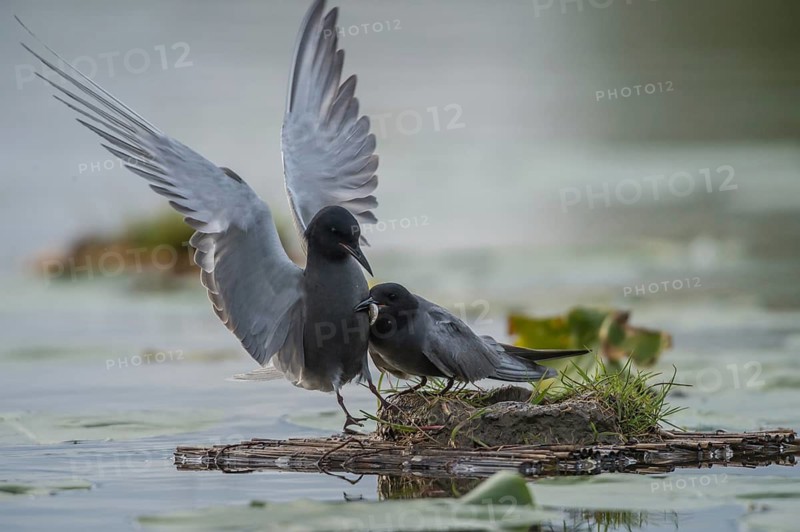 Black Tern (Chlidonias niger) displaying, Schleswig-Holstein, Germany