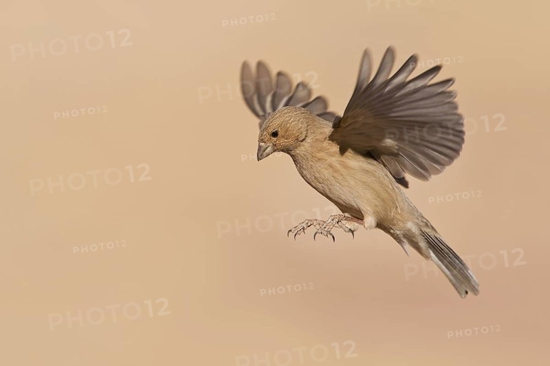 Sinai Rosefinch (Carpodacus synoicus) female flying, Eilat, Israel