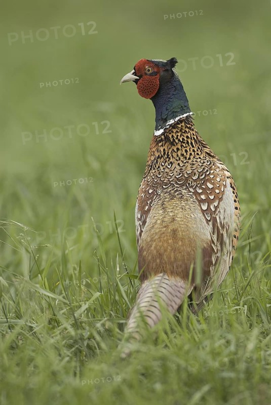 Common Pheasant (Phasianus colchicus) male, Saxony, Germany