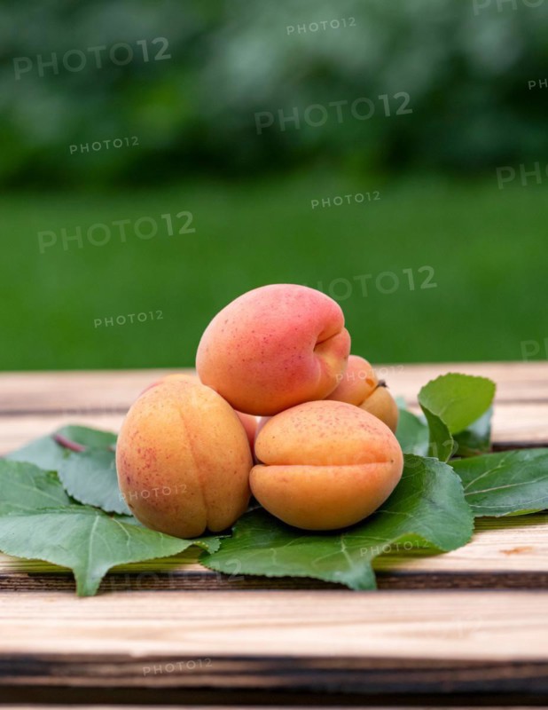 Apricot (Prunus armeniaca 'Tardicot'), Cambridge Botanical Garden, Germany