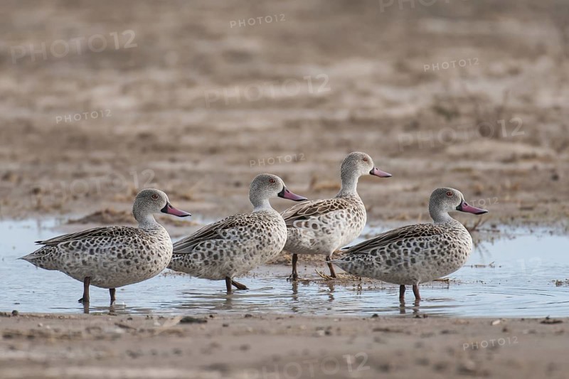 Cape Teal (Anas capensis), Northern Cape, South Africa