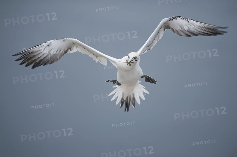 Northern Gannet (Morus bassanus) flying, Schleswig-Holstein, Germany