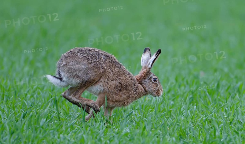 European hare (Lepus europaeus), meadow, running, Lake Dümmer, Germany