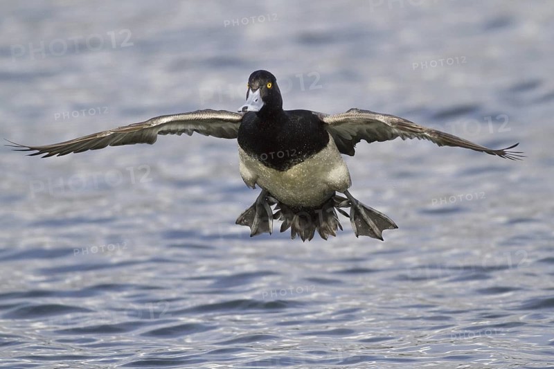 Lesser Scaup (Aythya affinis) male flying, British Columbia, Canada