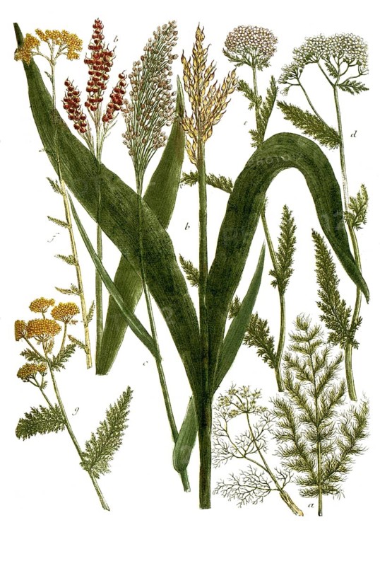 Botany, plants, a. meum, foeniculum ursinim, bearwort, b. milium arundinaceum indicum, c. milium vulgare, millet, d. millefolium vulgare album, yarrow, e. millefolium flore incarnato, f. millefolium voma aurea, g. millefolium luteum