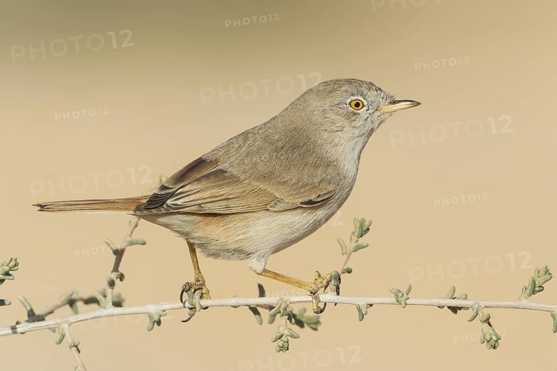 Asian Desert Warbler (Sylvia nana), Eilat, Israel