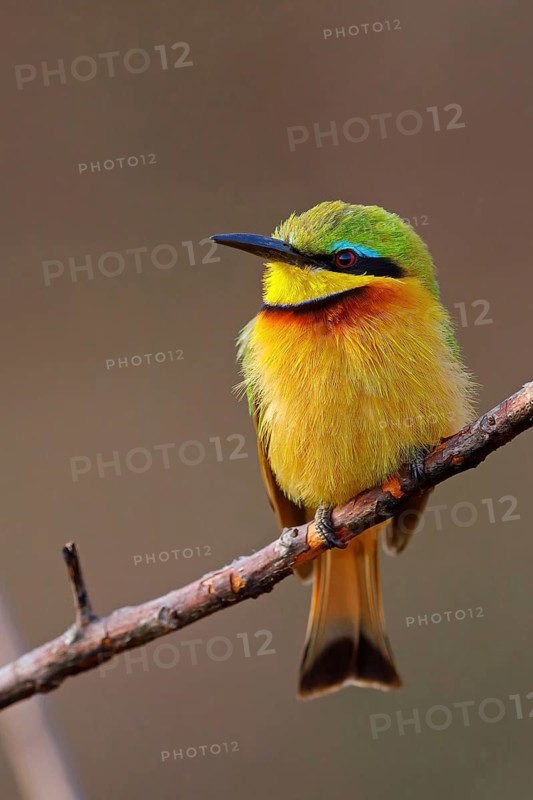 Pygmy Bee-eater, (Merops pusillus), on perch, Africa, South Africa, KwaZulu-Natal, Bee-eater family, (Merops apiaster), Ithala Game Reserve, Louwsburg
